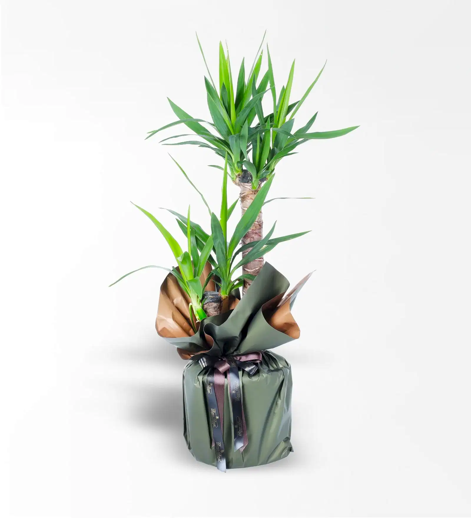 2'Li Yucca Bitkisi
