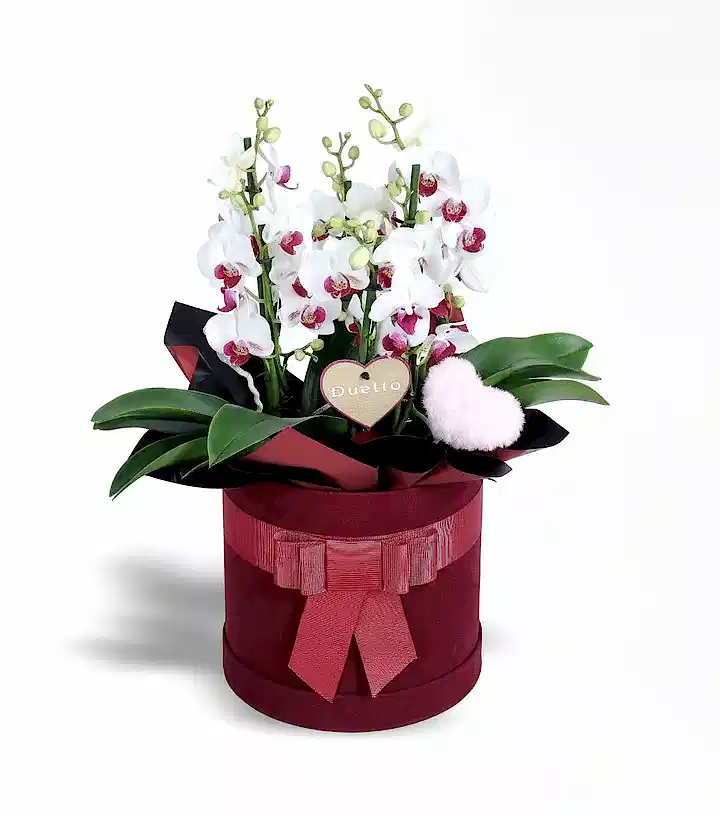 Bordo Kutuda Redlips Duetto Orkide Ve Peluş Pembe Kalp