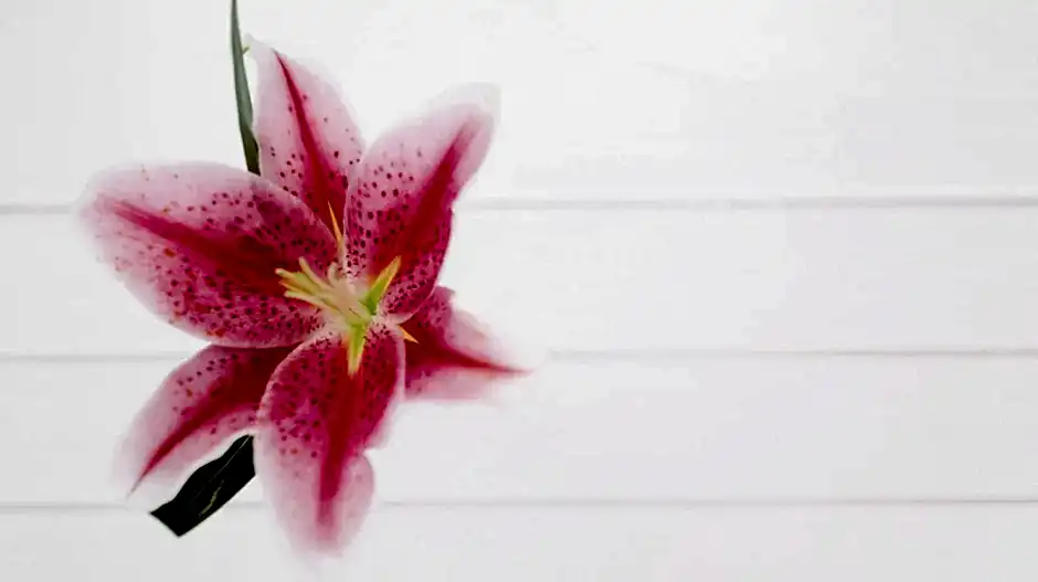 Boğa Burcu Çiçekleri – Boğa Burcu Çiçek Önerileri