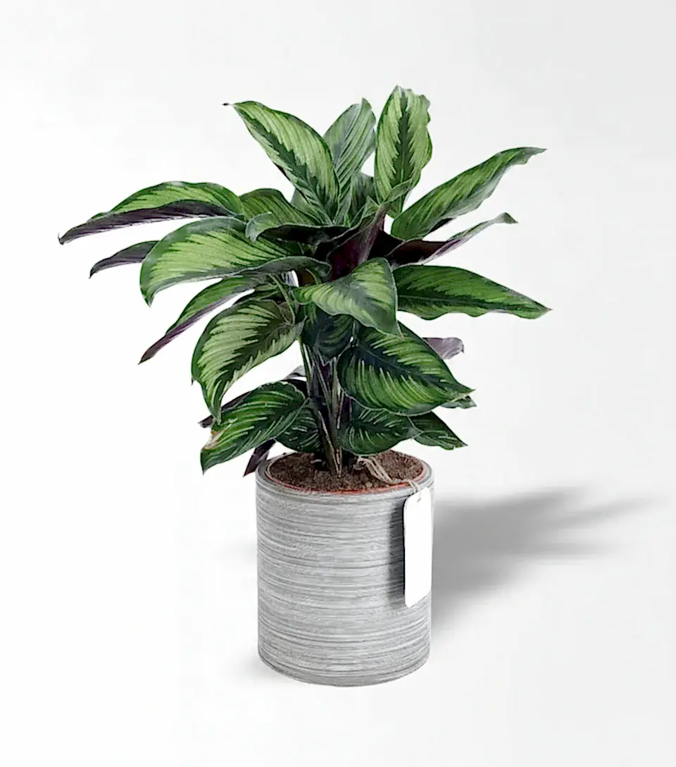 Calathea Beauty