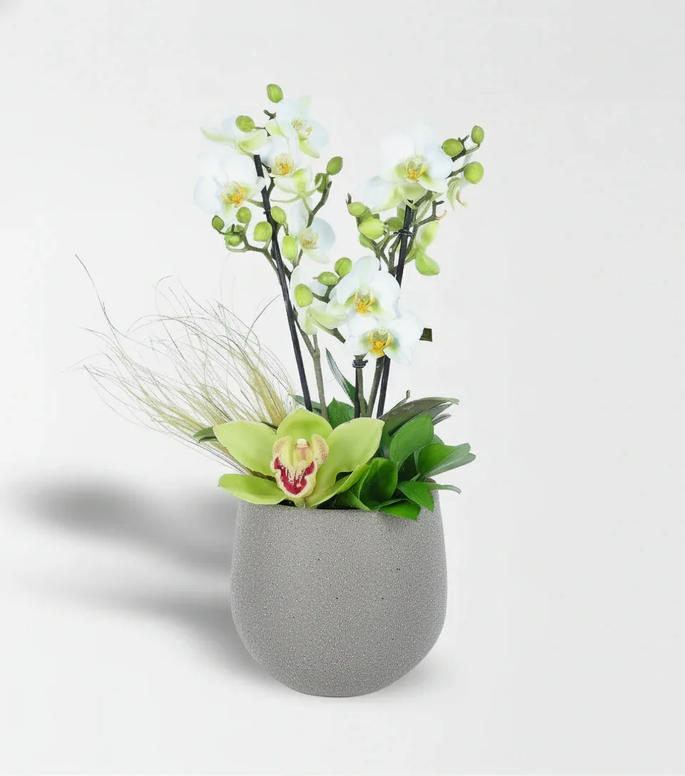 Beyaz Bougetto Orkide Ve Cymbidium Aranjmanı