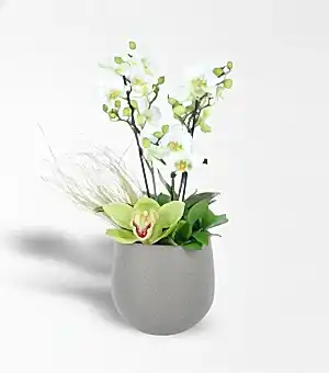 Beyaz Bougetto Orkide Ve Cymbidium Aranjmanı