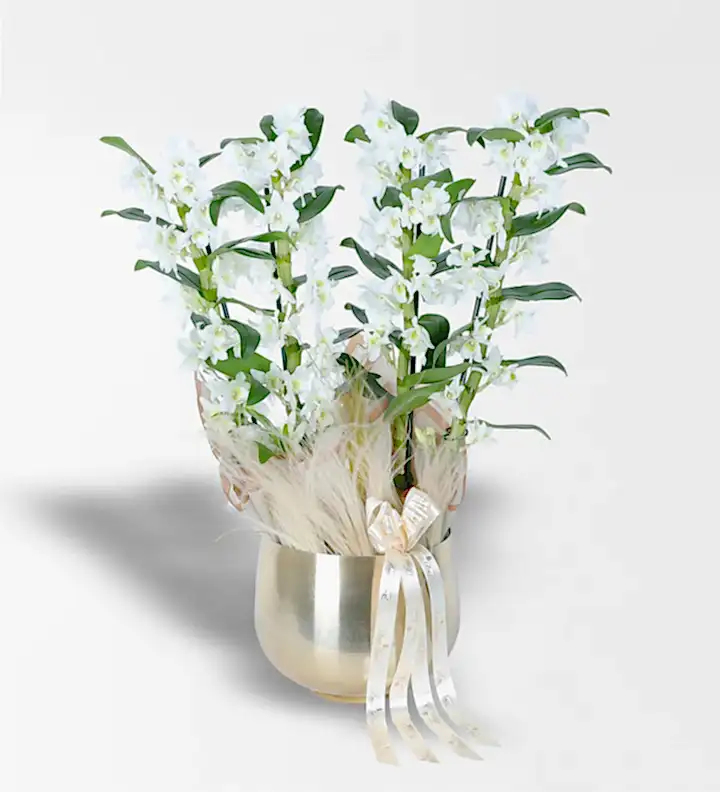 Gold Metal Saksıda 4 Dallı Bambu Orkide (Dendrobium) Aranjmanı