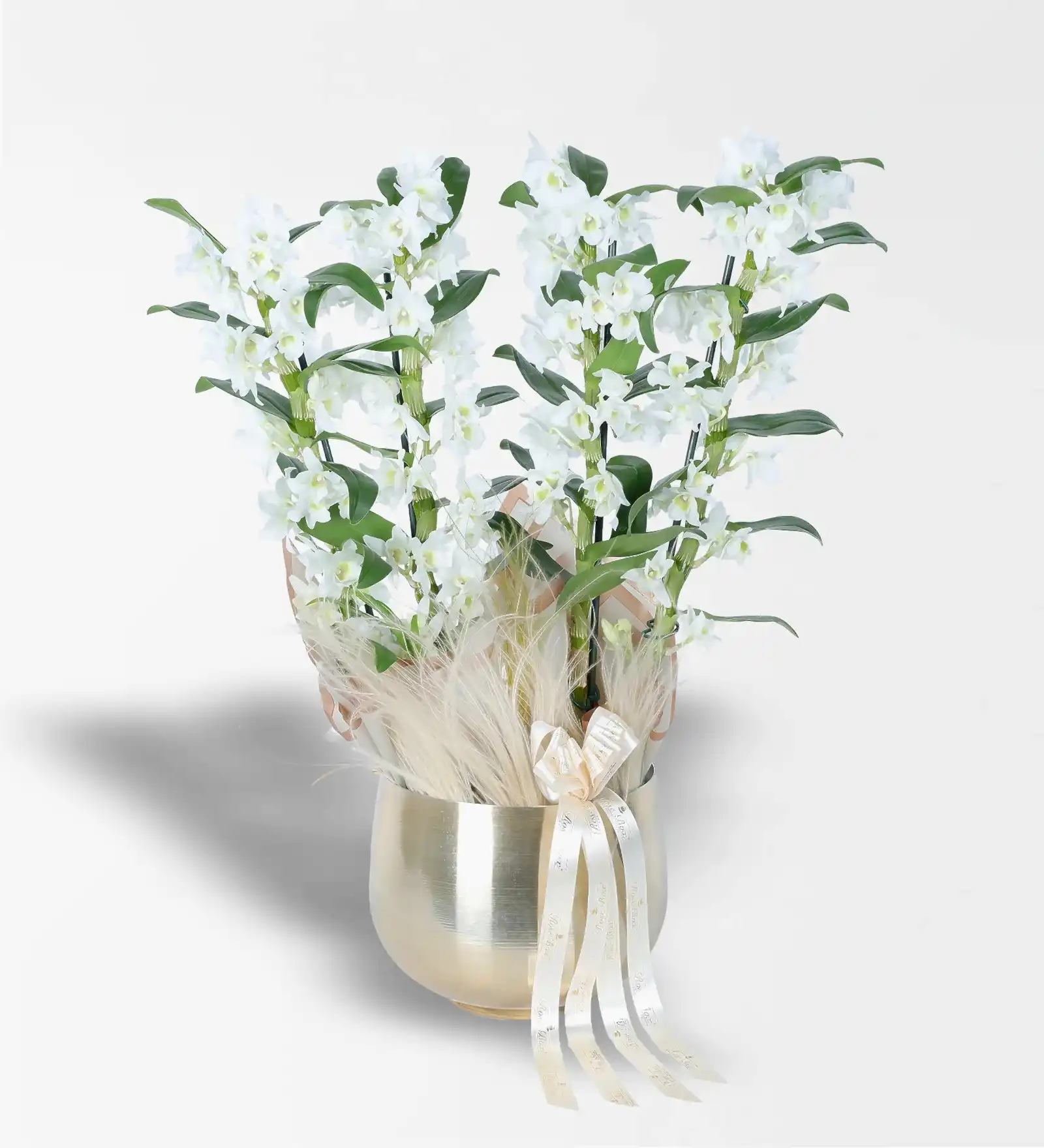 Gold Metal Saksıda 4 Dallı Bambu Orkide (Dendrobium) Aranjmanı
