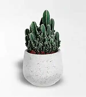 Arizona Cereus Kaktüs