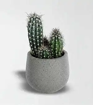Mexico Kaktüsü