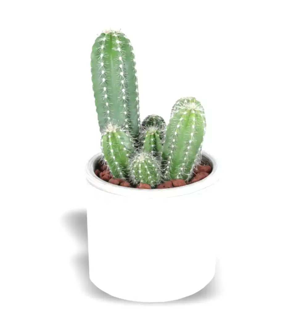 Nevada Pilos Kaktüs