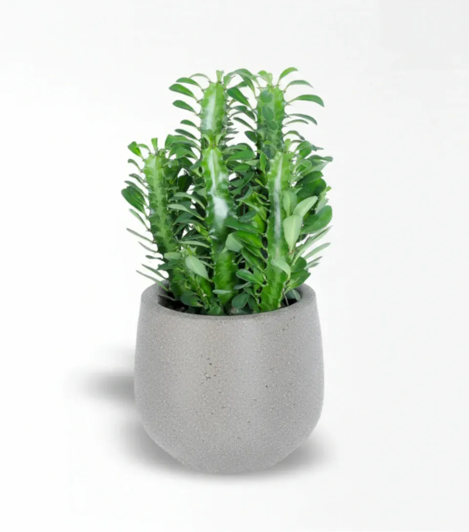 Yeşil Süt Ağacı Euphorbia Trigona Kaktüs