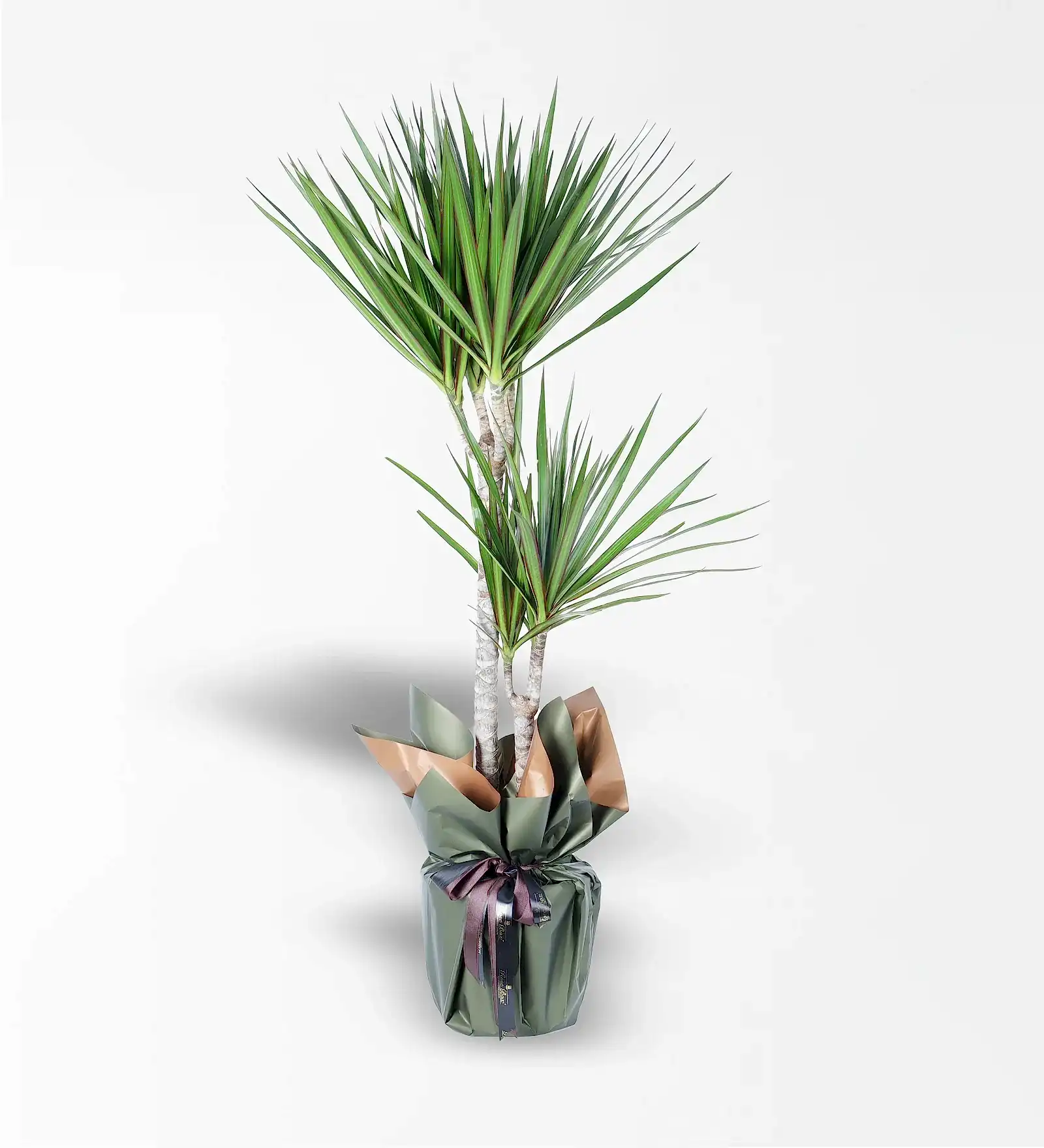 2'Li Marginata Bitkisi