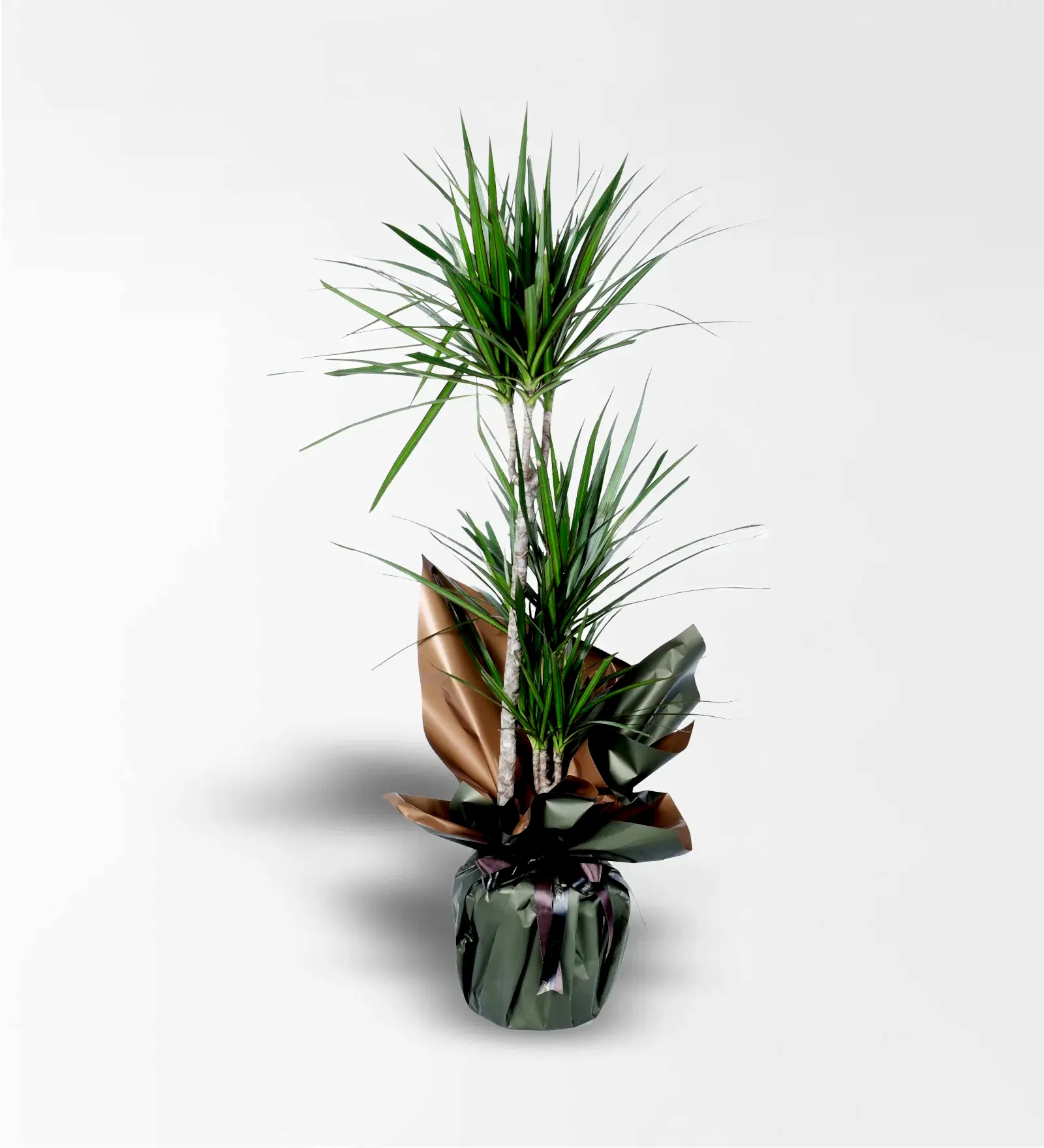 3'Lü Marginata Bitkisi