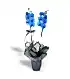 2 Dallı Magic Blue Mavi Orkide