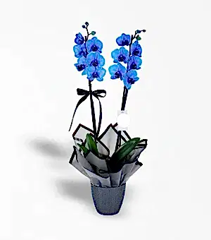 2 Dallı Magic Blue Mavi Orkide