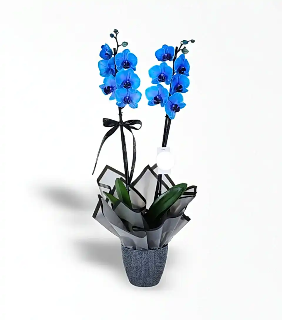 2 Dallı Magic Blue Mavi Orkide