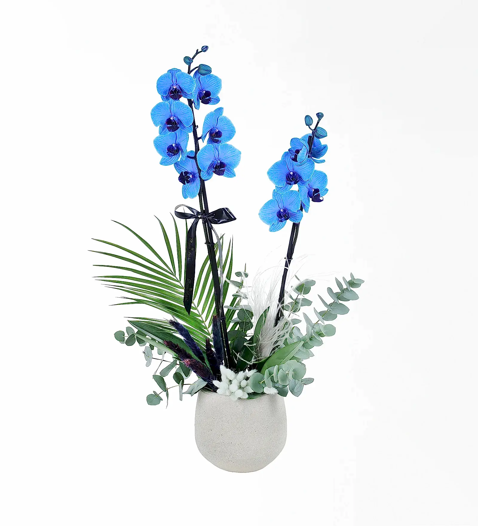 Bej Beton Saksıda Magic Blue Mavi Orkide Ve Okaliptus Aranjmanı