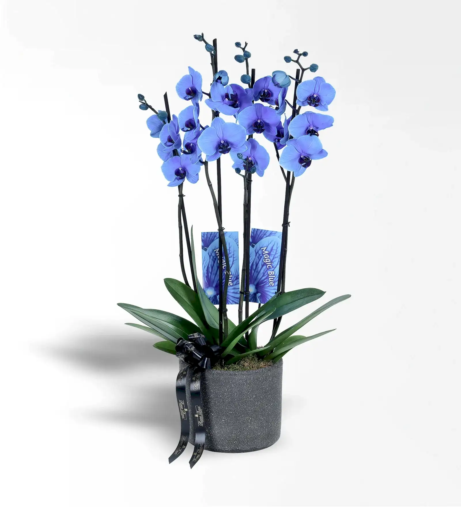 Siyah Beton Saksıda 4 Dallı Magic Blue Mavi Orkide