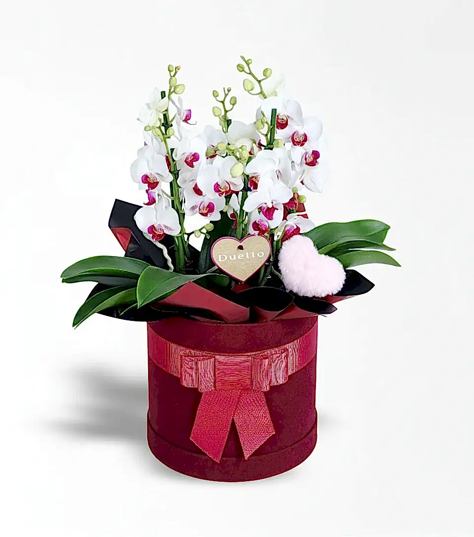 Bordo Kutuda Redlips Duetto Orkide Ve Peluş Pembe Kalp
