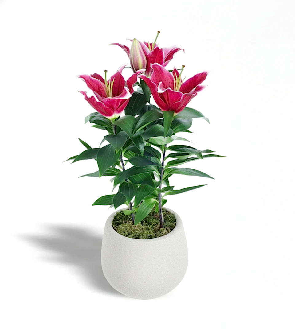 Beton Saksıda Pembe Lilyum Bitkisi