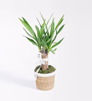 Hasır Sepette Tekli Yucca