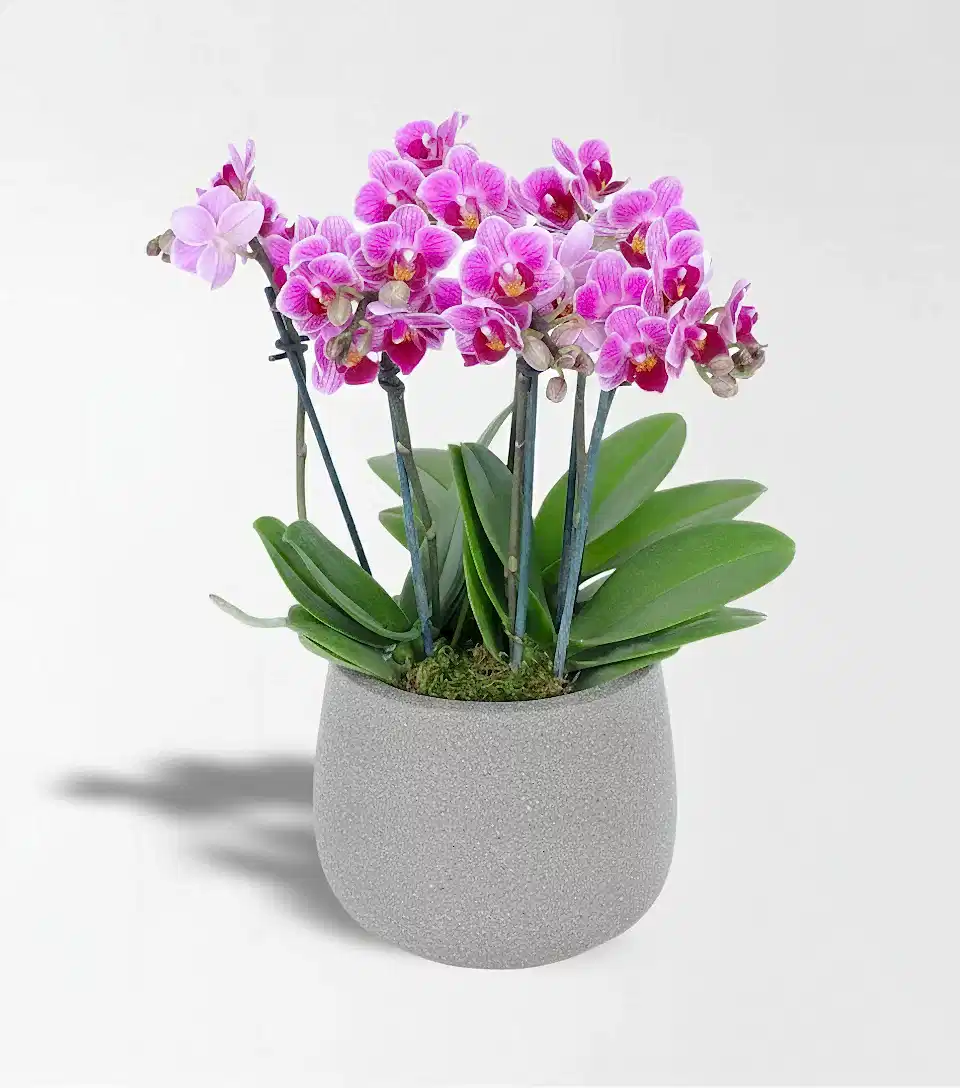 Beton Saksıda 6 Dallı Mini Orkide Bahçesi