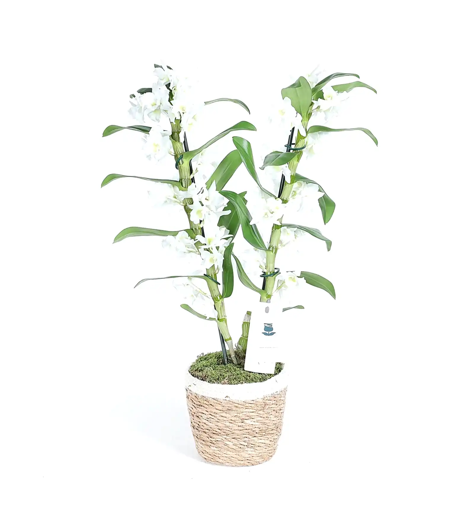 Sepette 2 Dallı Beyaz Bambu Orkide - Dentrobium