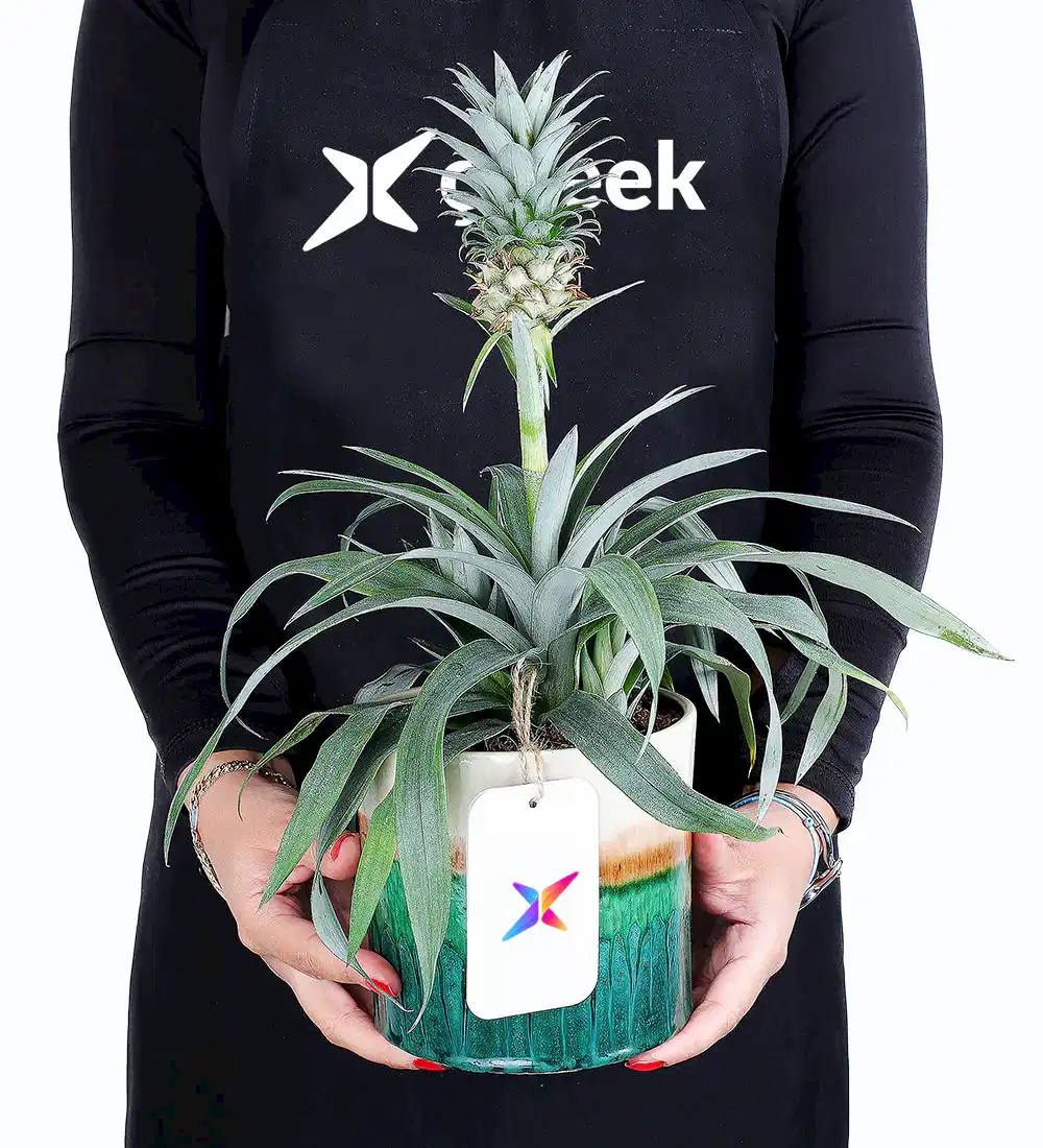 Ananas Amigo