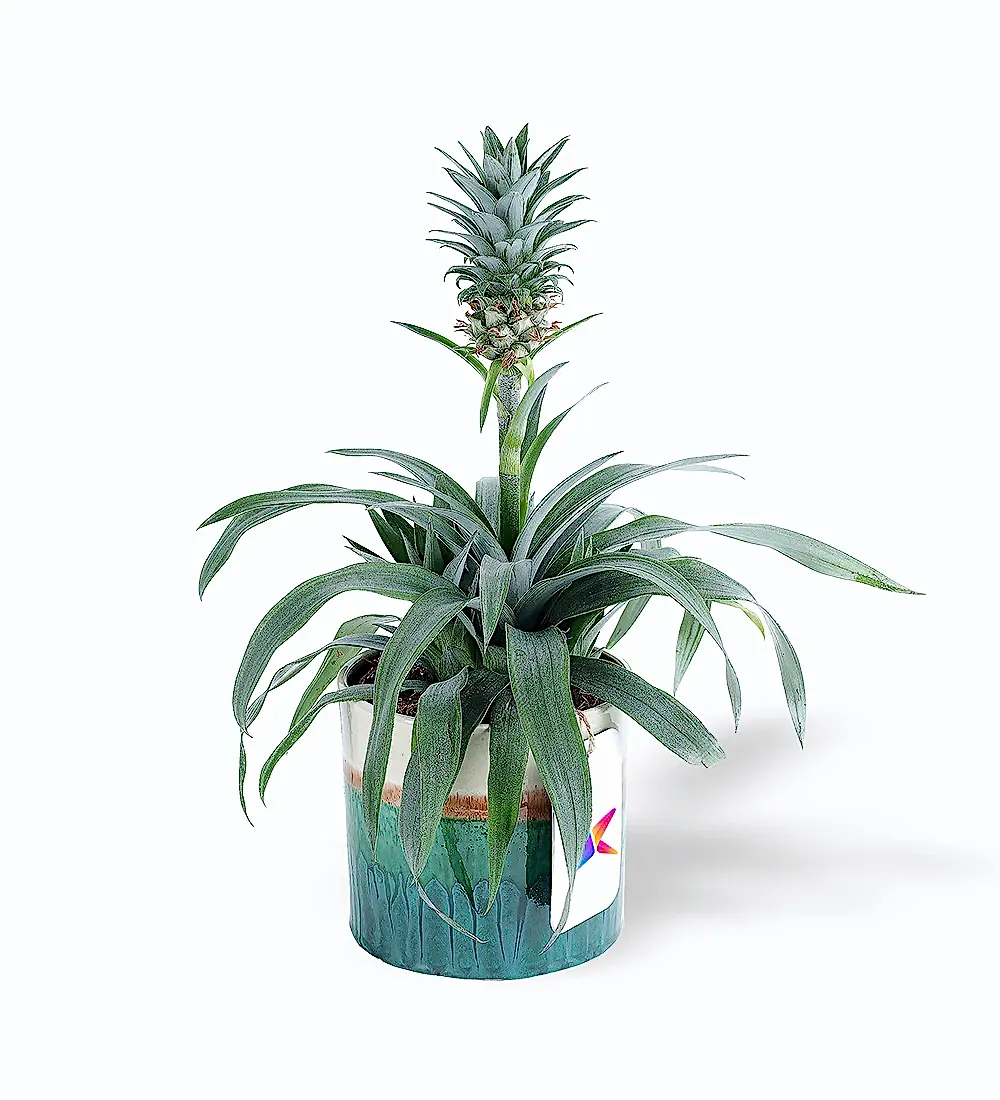 Ananas Amigo