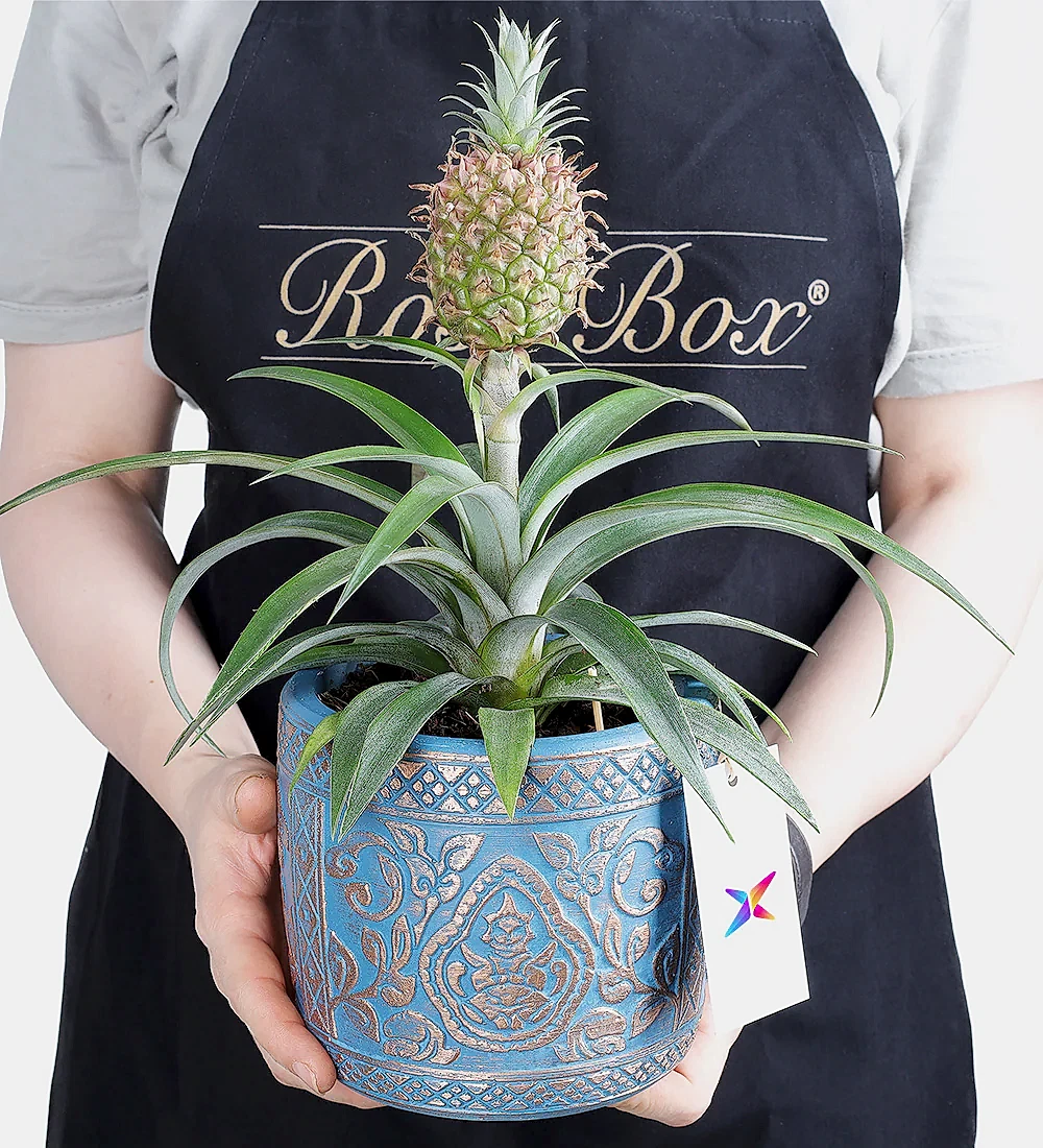 Ananas Amigo Fruit