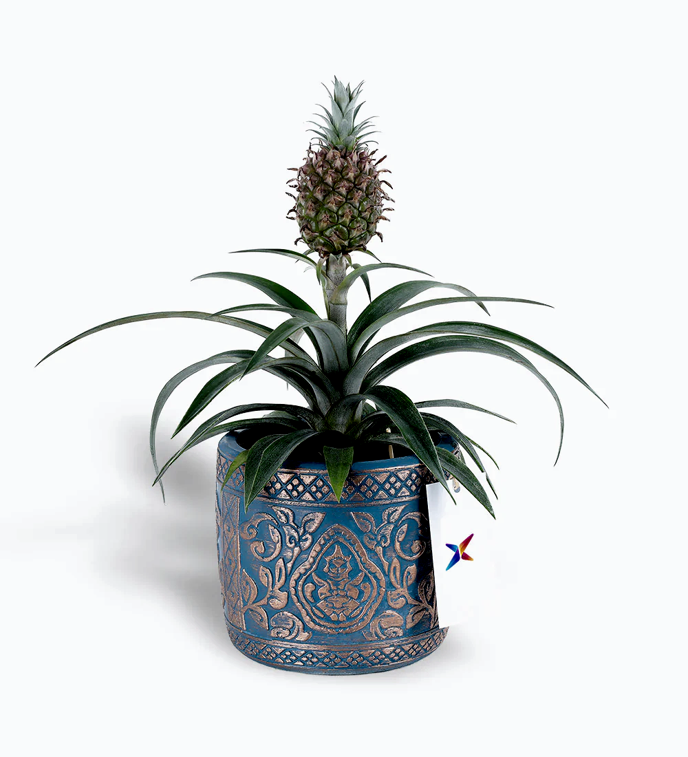 Ananas Amigo Fruit