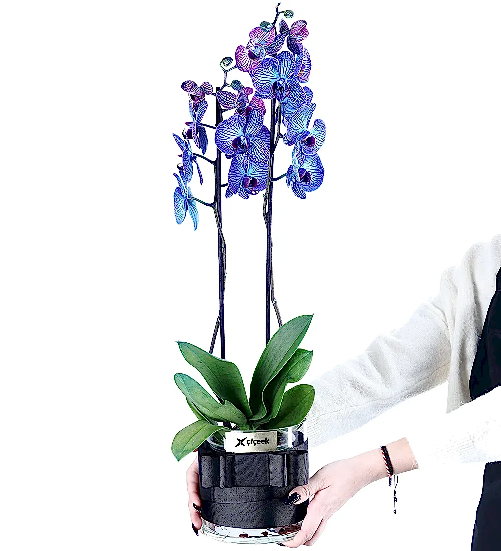 Galaxy Blue 2 Dallı Mavi Orkide