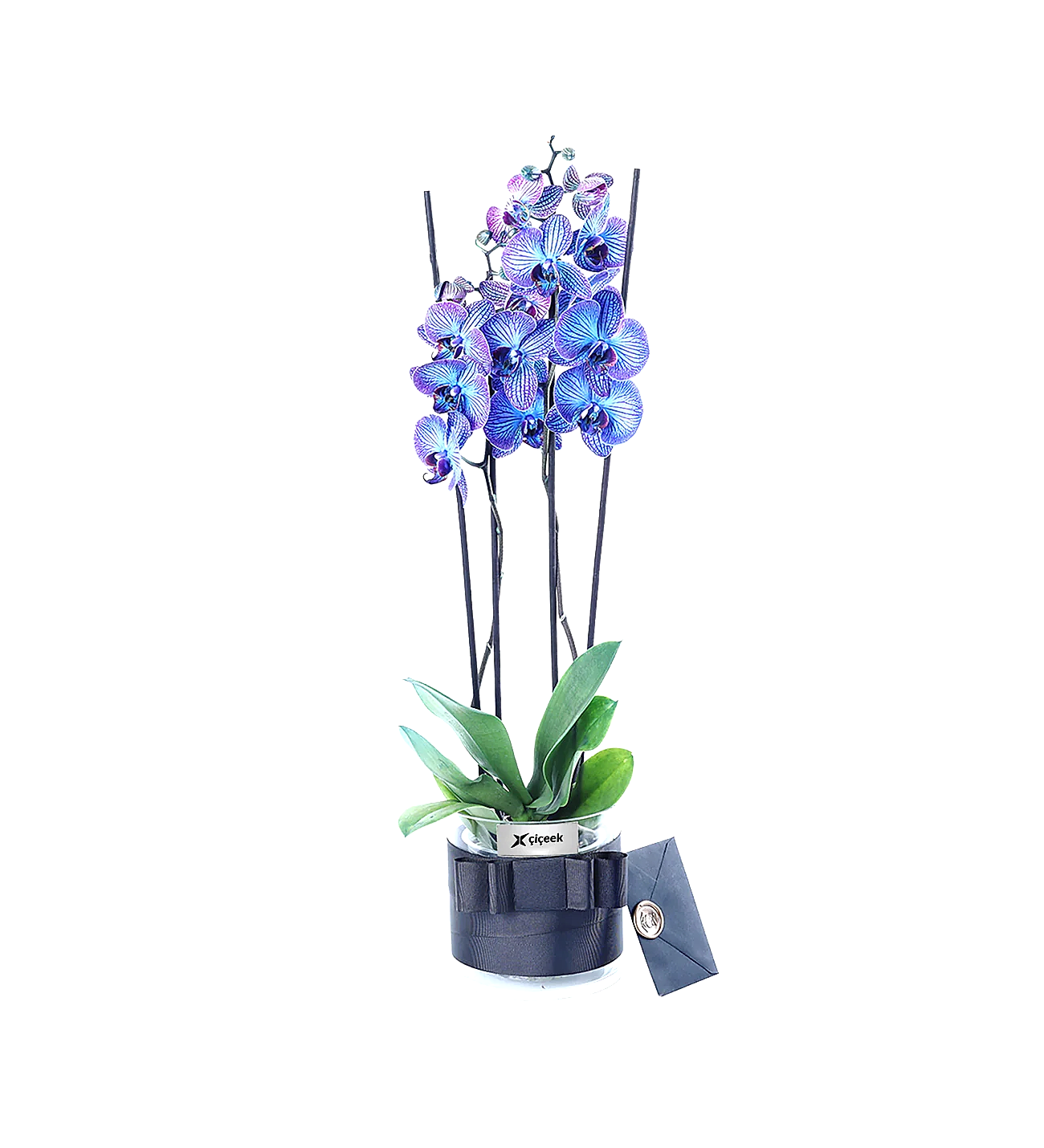 Galaxy Blue 2 Dallı Mavi Orkide