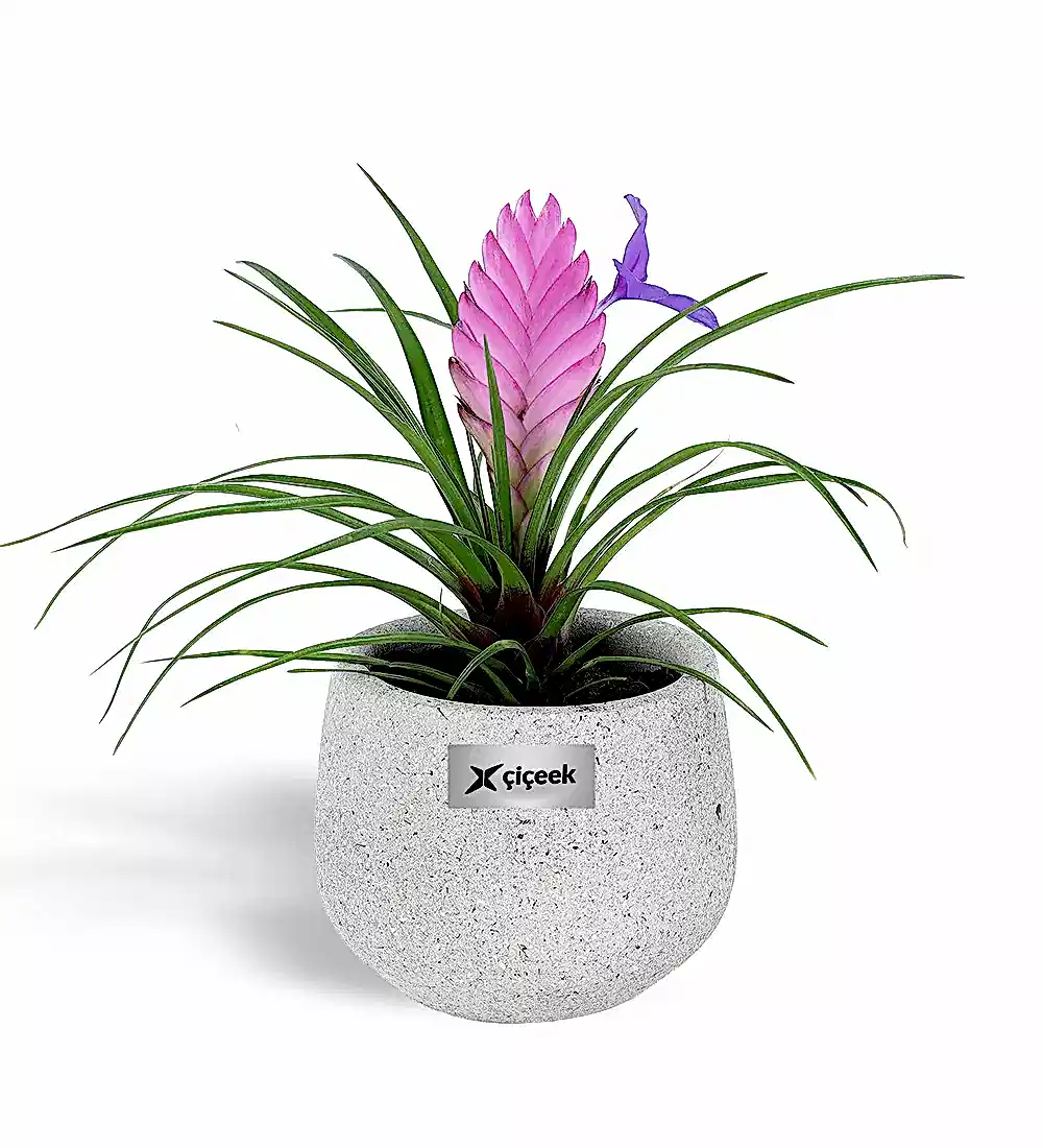 Tilandsia